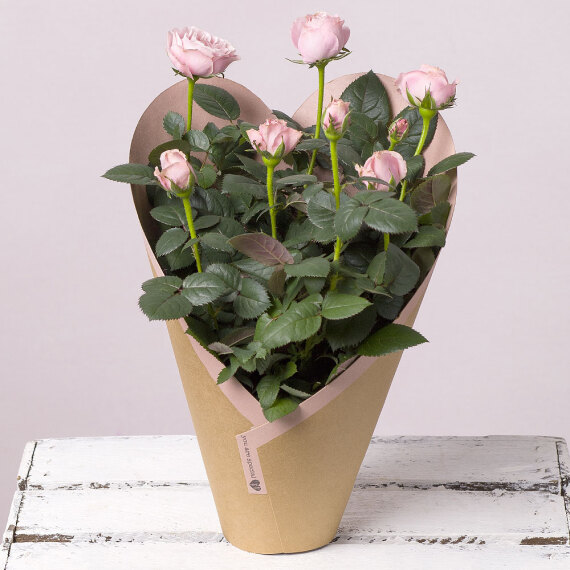 Valentine's Pink Rose Plant image