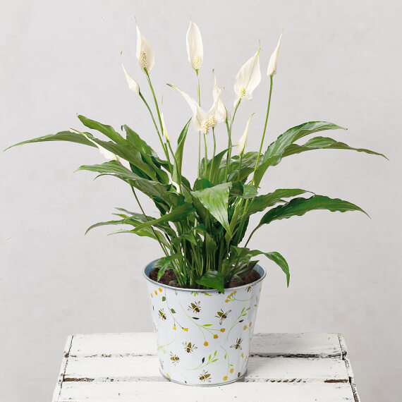 Peace Lily in Bee Pot image