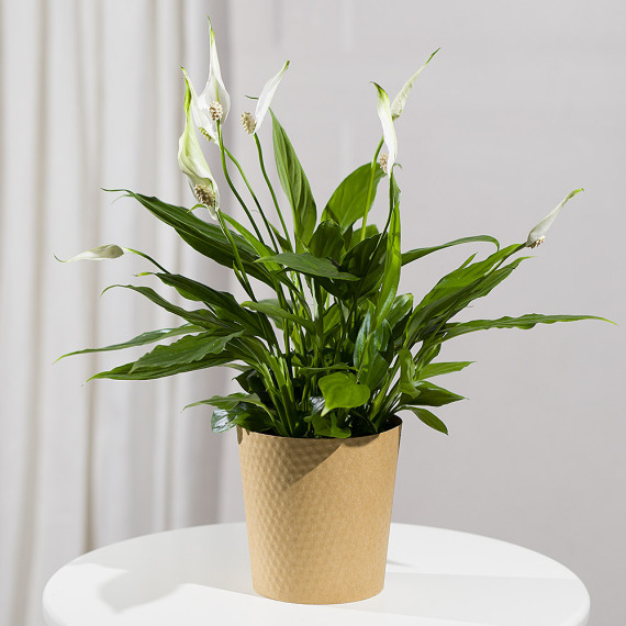 Peace Lily Plant Peace Lily Plant