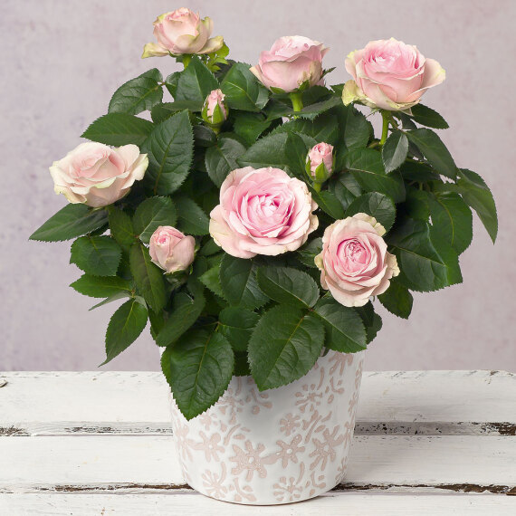 Pink Rose in Ceramic Floral Pot image