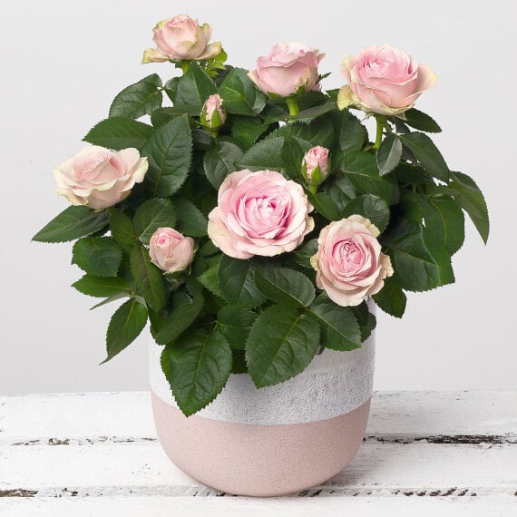 Pink Rose in Stoneware Pot image