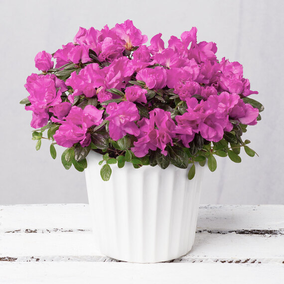 Purple Azalea in Ceramic Pot image
