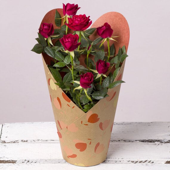 Valentine's Red Rose Plant image