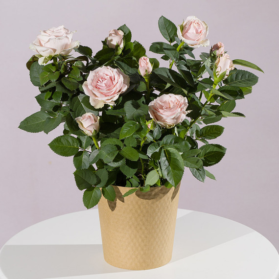 Pink Rose Plant image