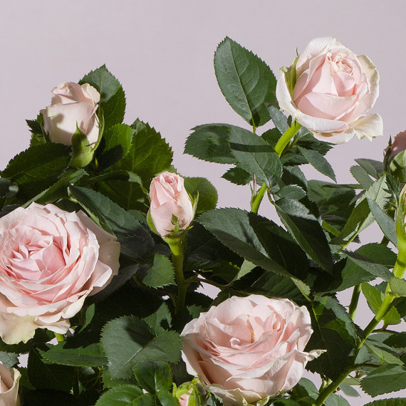 Pink Rose Plant Pink Rose Plant