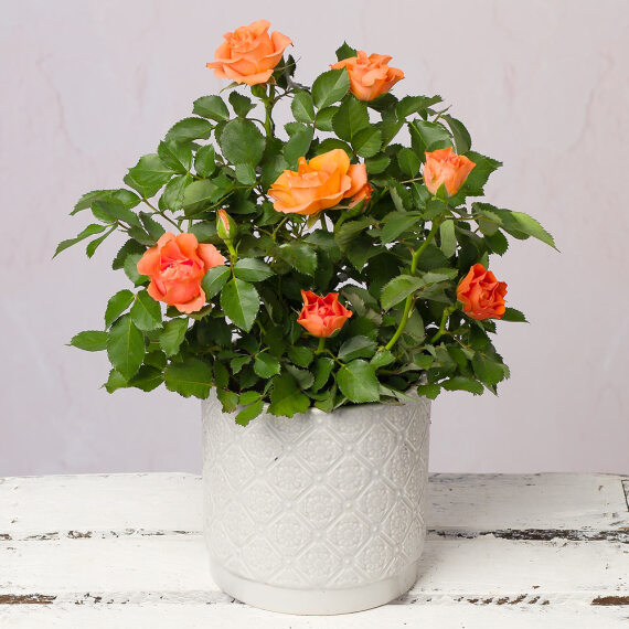 Image of Orange Rose in Ceramic Pot