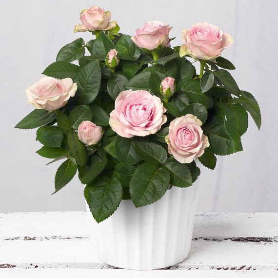 Pink Rose in White Ceramic Pot image
