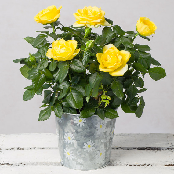 Yellow Rose in Daisy Zinc Pot image