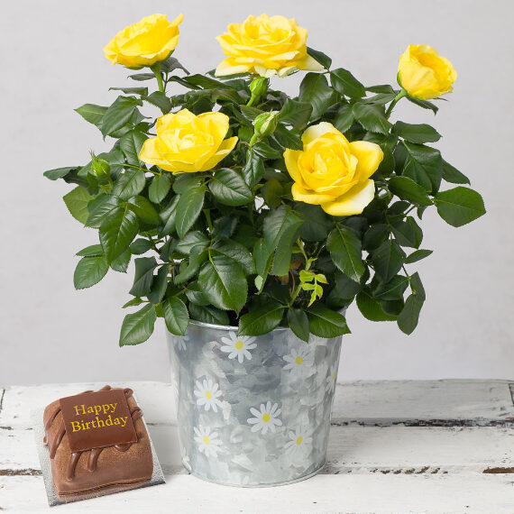 Yellow Rose Birthday Gift image