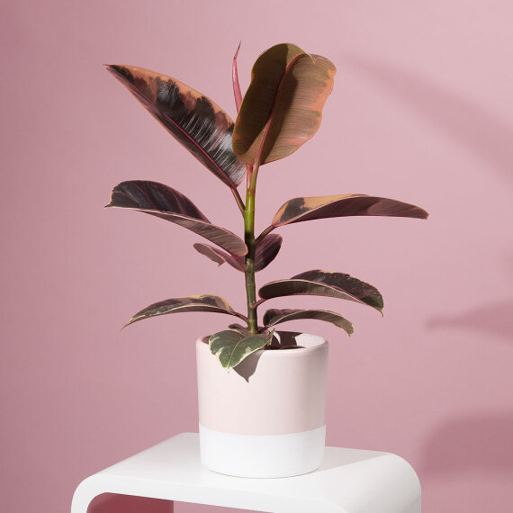 Rubber Plant in Ceramic Pot image