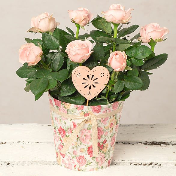 Pink Rose in Floral Pot image