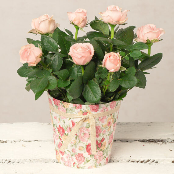 Pink Rose in Floral Pot image