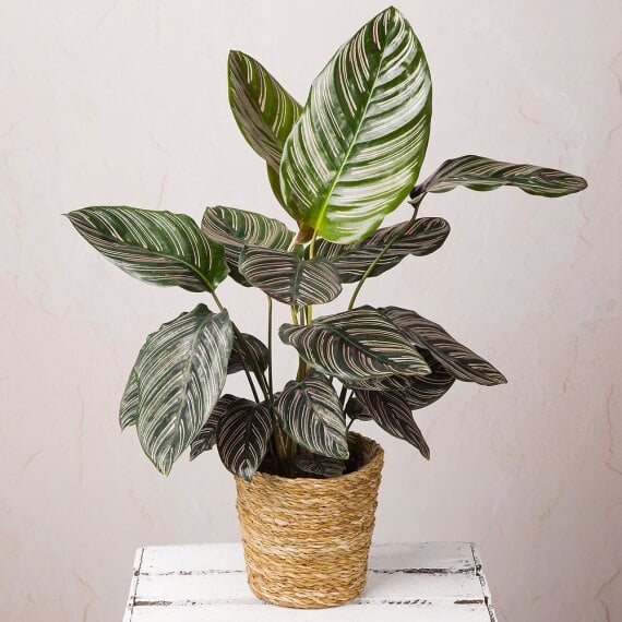 Pinstripe Calathea In Seagrass Pot image