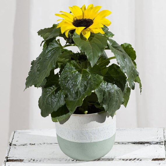 Sunflower Plant in Stoneware Pot