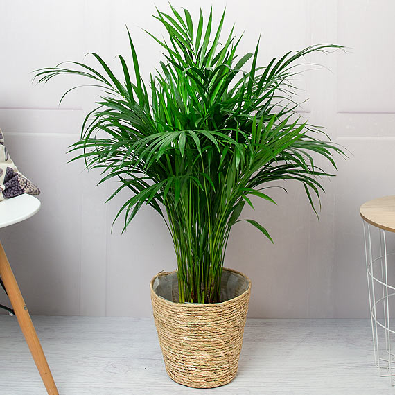 Areca Palm Plant image