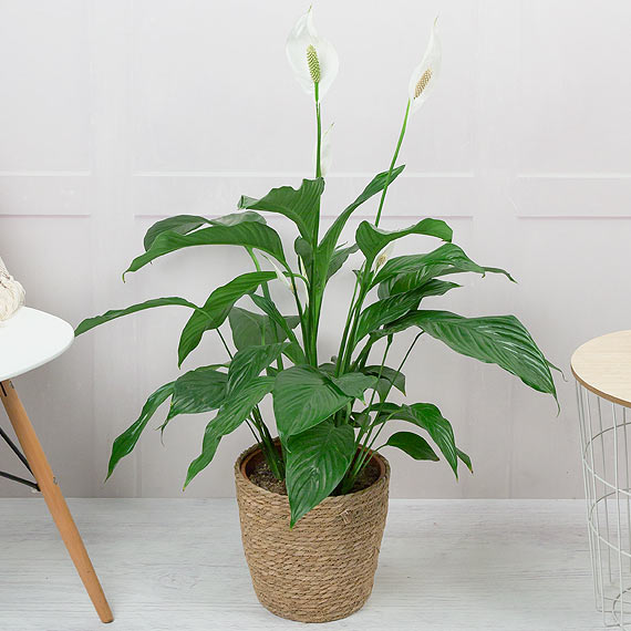Tall Peace Lily Plant image