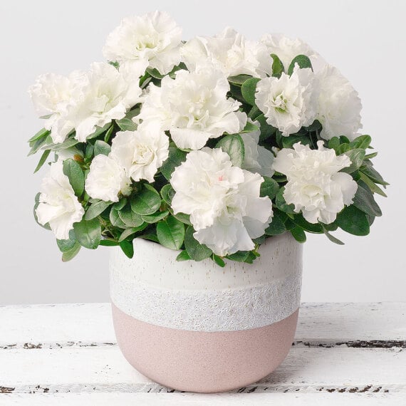 White Azalea in Stoneware Pot image