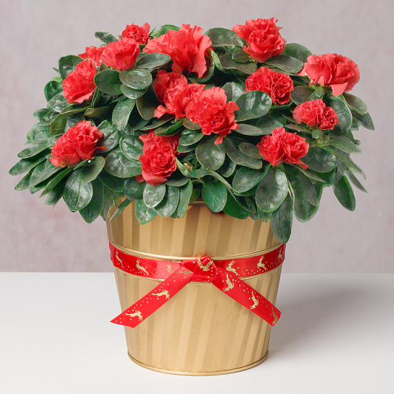 Red Azalea in Gold Festive Pot image