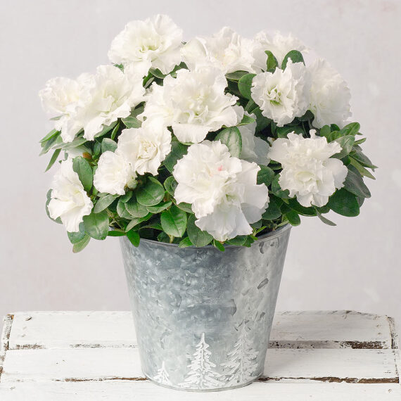 White Christmas Azalea image