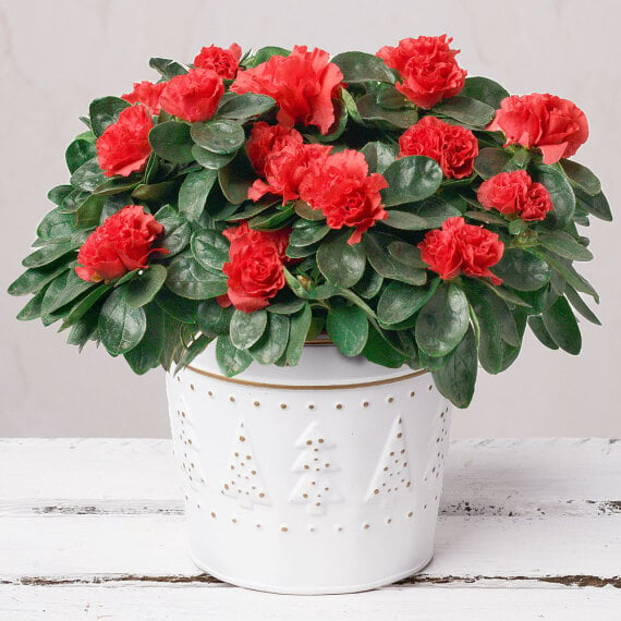 Red Azalea In Festive Zinc Pot image