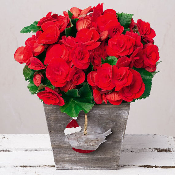 Christmas Begonia image