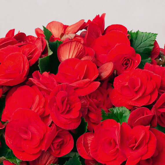 Christmas Begonia Christmas Begonia