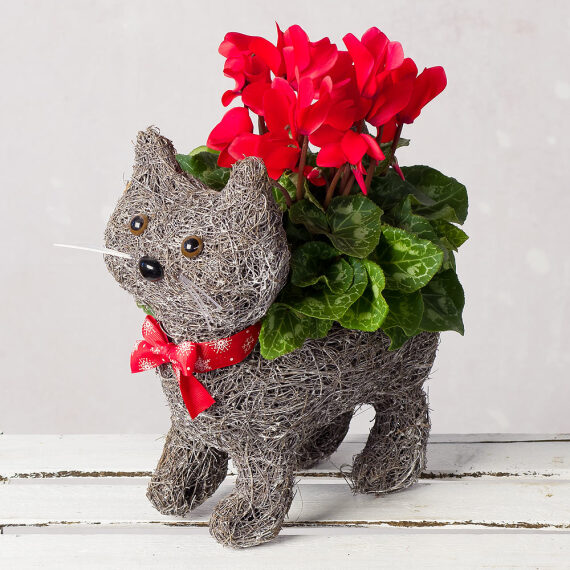 Image of Cyclamen Cat Planter