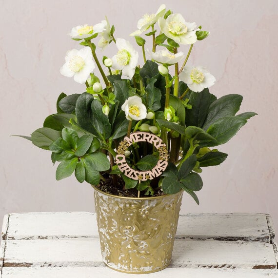 Helleborus Christmas Carol In Zinc Pot image