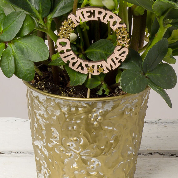 Helleborus Christmas Carol in Zinc Pot Helleborus Christmas Carol in Zinc Pot