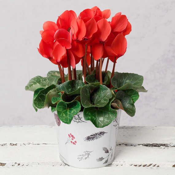 Red Cyclamen in Woodland Pot image