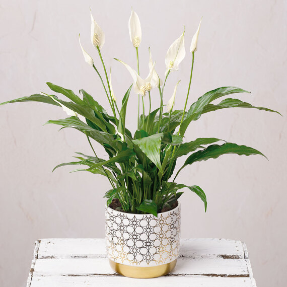 Peace Lily In Ceramic Pot image