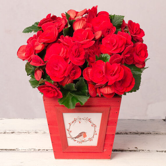 Image of Christmas Red Begonia