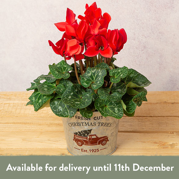Red Cyclamen in Festive Zinc Pot image