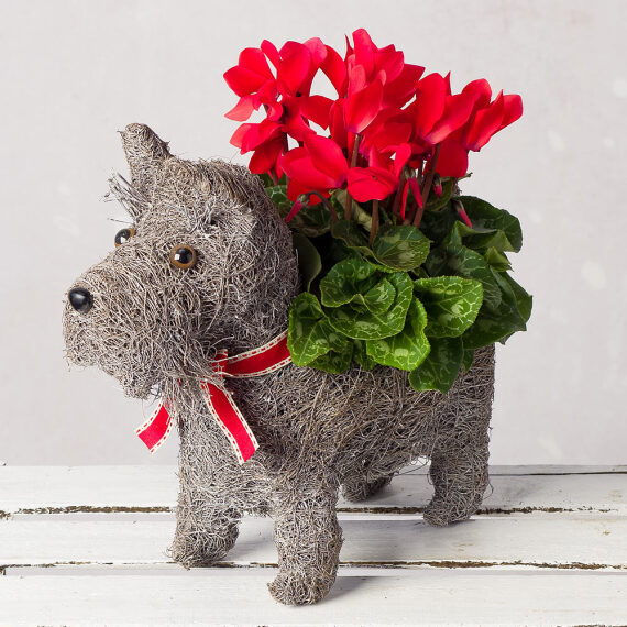 Image of Cyclamen Dog Planter