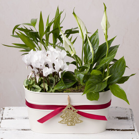 Festive Planter image