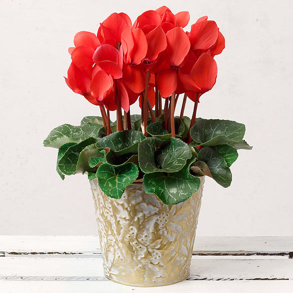 Red Cyclamen in White Gold Pot image