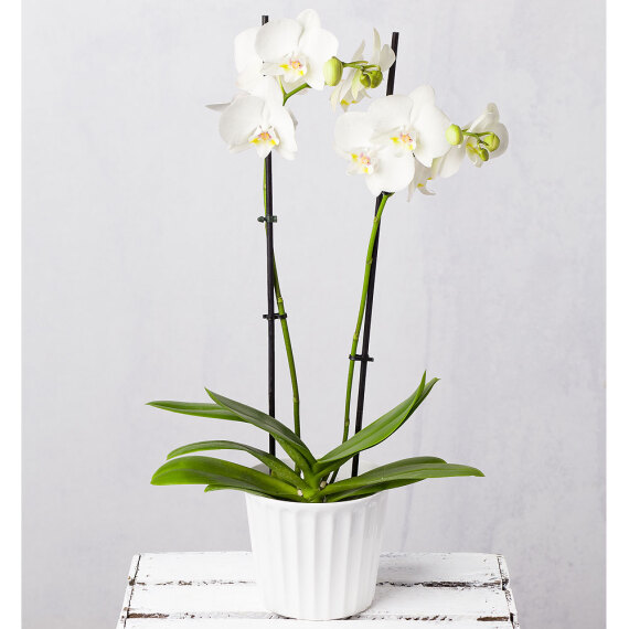 Phalaenopsis Orchid in Ceramic Pot image