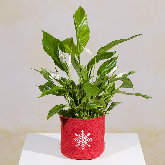 Peace Lily in Snowflake Pot image