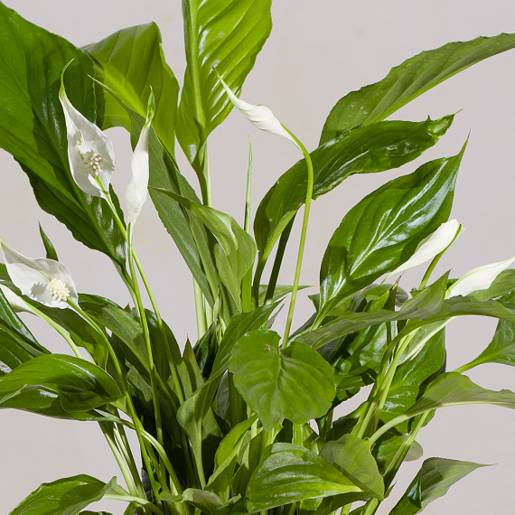 Peace Lily in Snowflake Pot Peace Lily in Snowflake Pot