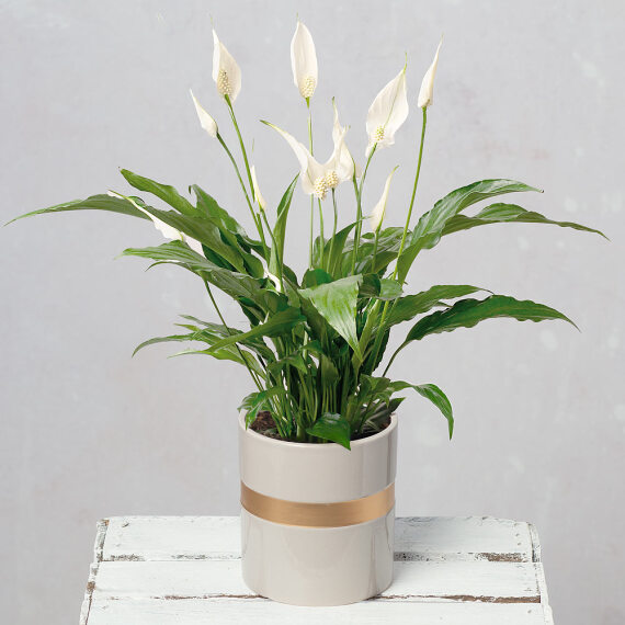Image of Peace Lily in Ceramic Pot