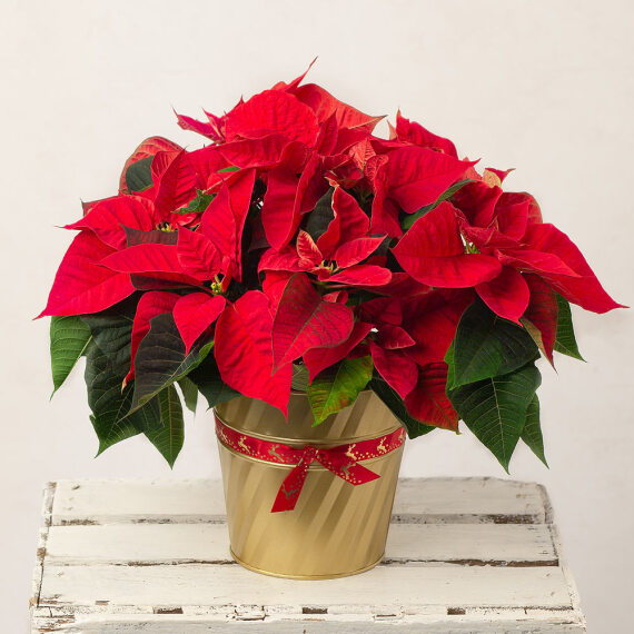 Image of Christmas Poinsettia