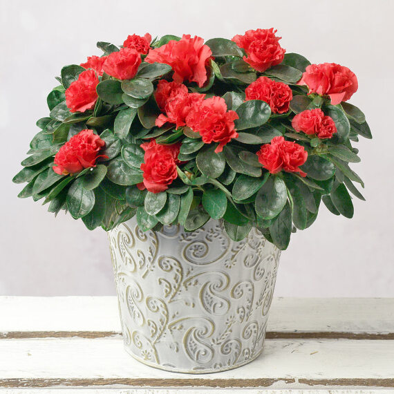Image of Red Azalea in Gold Swirl Pot