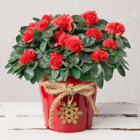 Red Azalea in Red Pot image