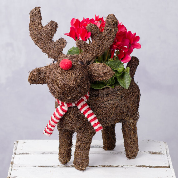Rudolph Red Rose Planter Rudolph Red Rose Planter