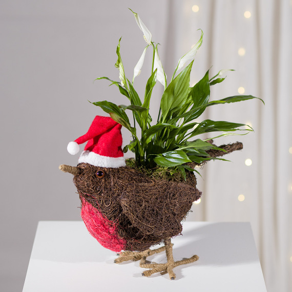 Santa Robin Hat Planter image