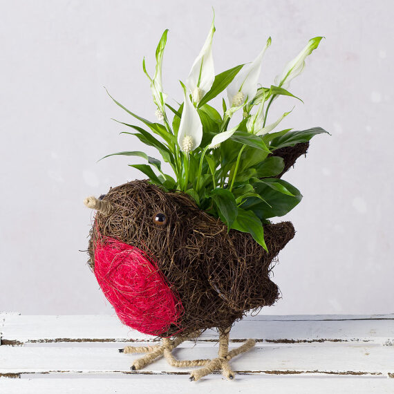 Image of Peace Lily Robin Planter