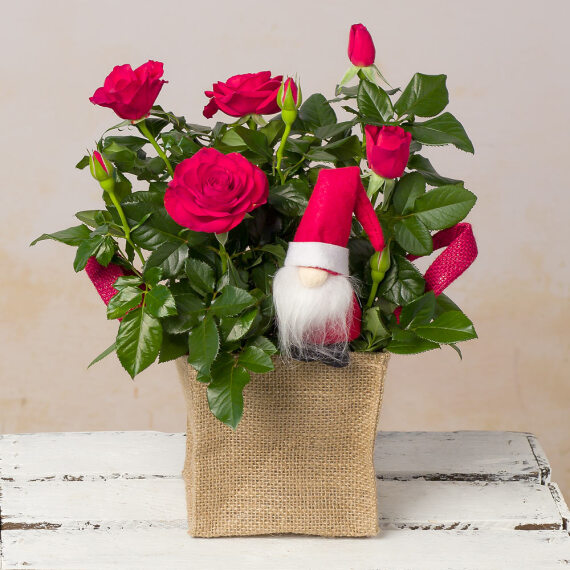 Image of Christmas Rose in Jute Bag