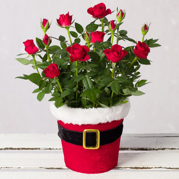 Red Rose in Santa Pot image