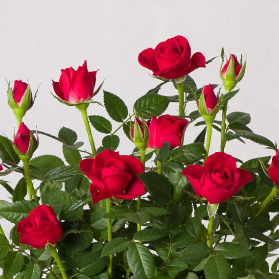 Red Rose in Santa Pot, photo 2