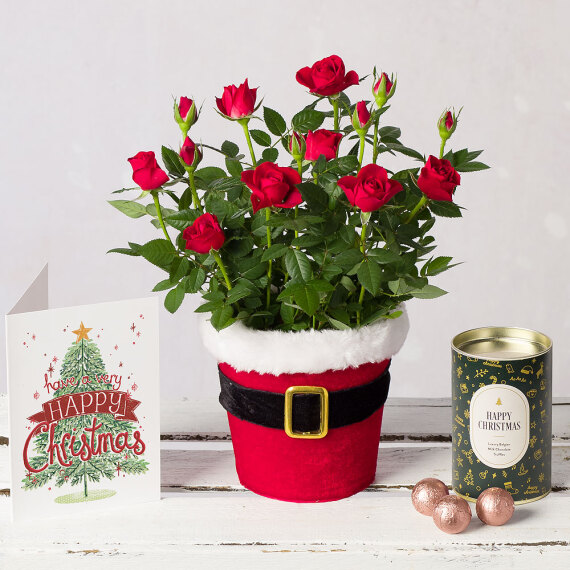 Santa Red Rose Gift image